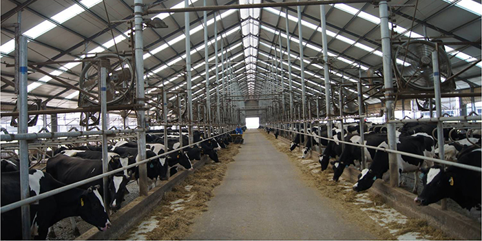 Termo-Min szarvasmarha hőstressz