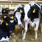 Ragadós száj- és körömfájás