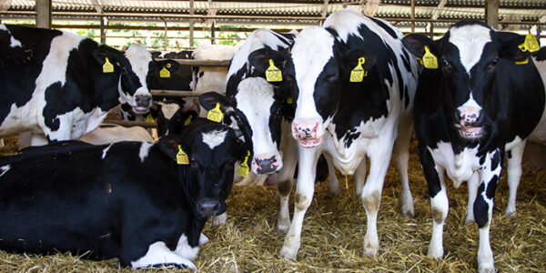 Ragadós száj- és körömfájás