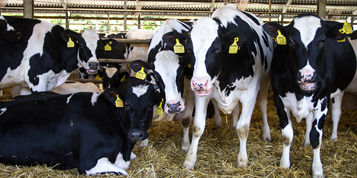 Ragadós száj- és körömfájás