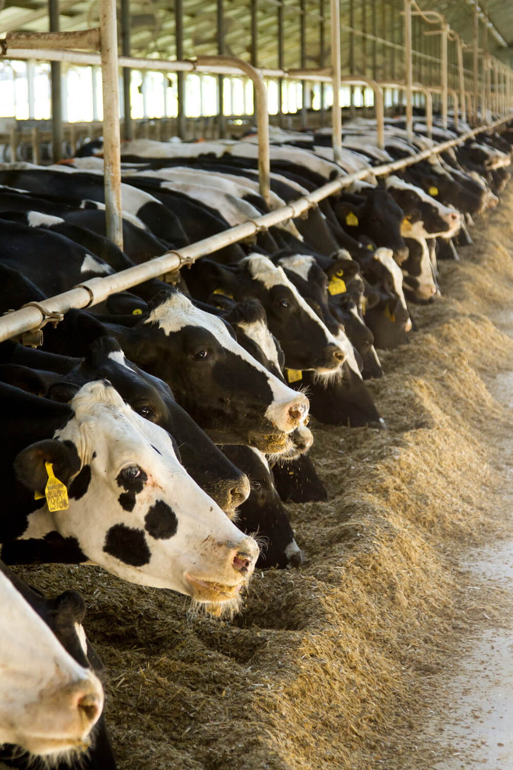 Ragadós száj- és körömfájás