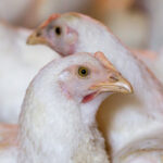 Brojler teljesítmény