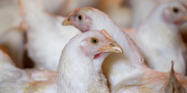 Brojler teljesítmény