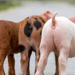 Sertés farokrágás