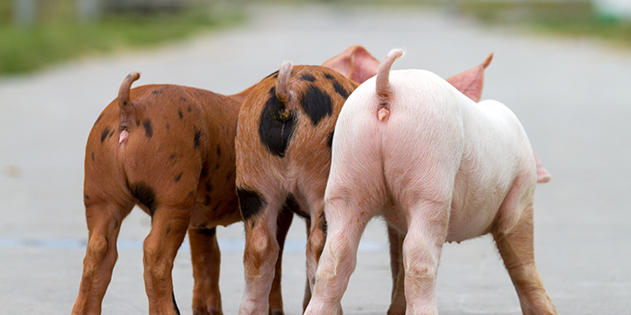 Sertés farokrágás