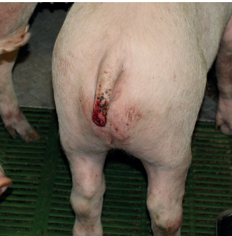 Sertés farokrágás