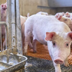 Sertés fehérjeemészthetőség