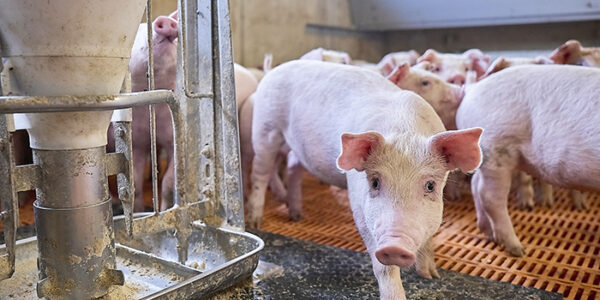 Sertés fehérjeemészthetőség