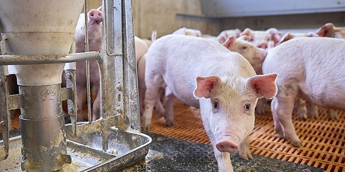 Sertés fehérjeemészthetőség