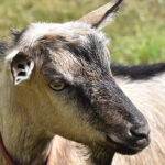 Járványügy kecske