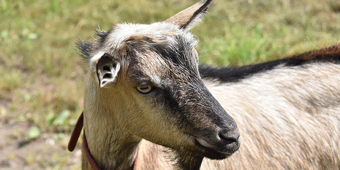 Járványügy kecske