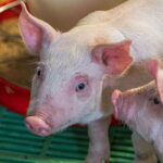 Sertés fehérjeemészthetőség