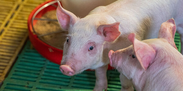 Sertés fehérjeemészthetőség