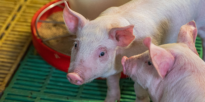 Sertés fehérjeemészthetőség