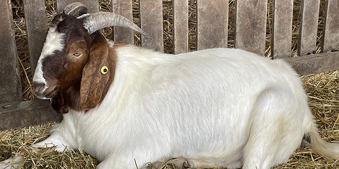 Kecske takarmányozás