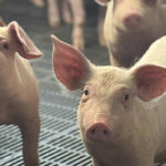 Tiszaszentimrei Mg. Kft.