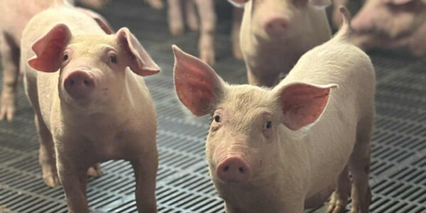 Tiszaszentimrei Mg. Kft.