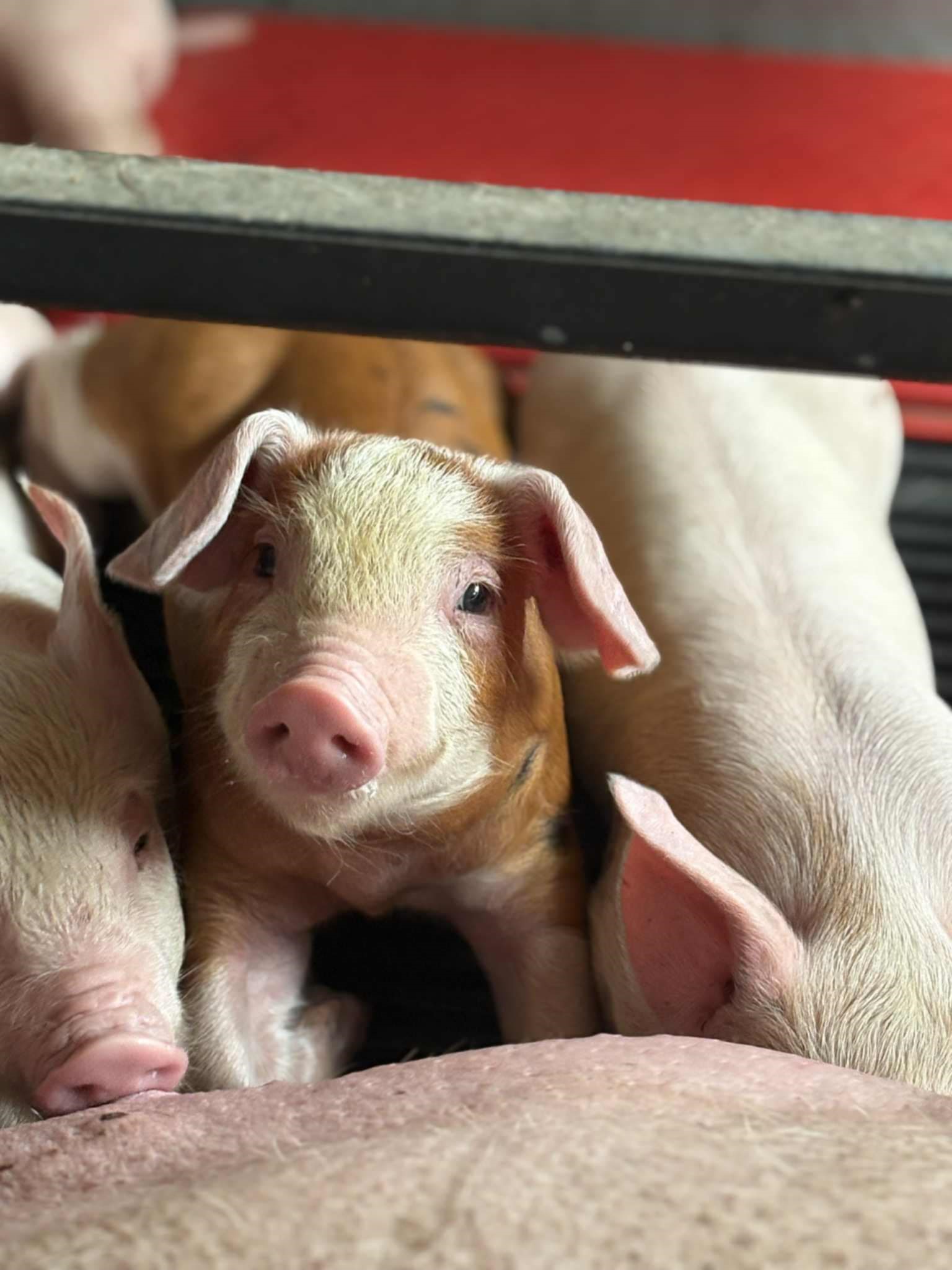 Tiszaszentimrei Mg. Kft.