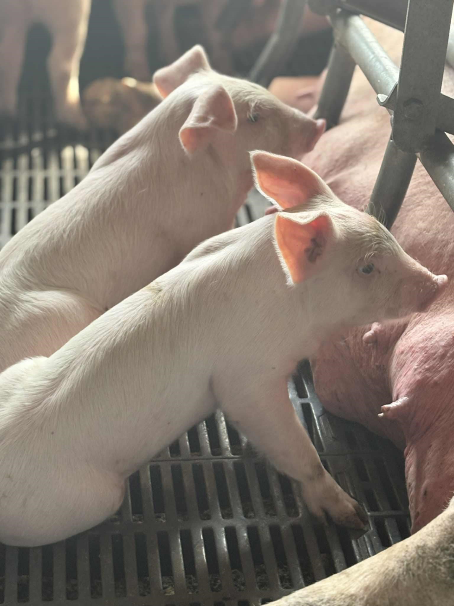 Tiszaszentimrei Mg. Kft.